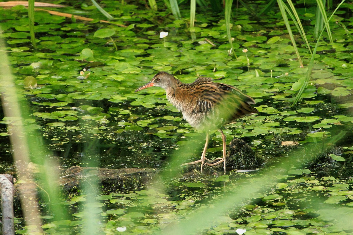 Water Rail - ML642963391