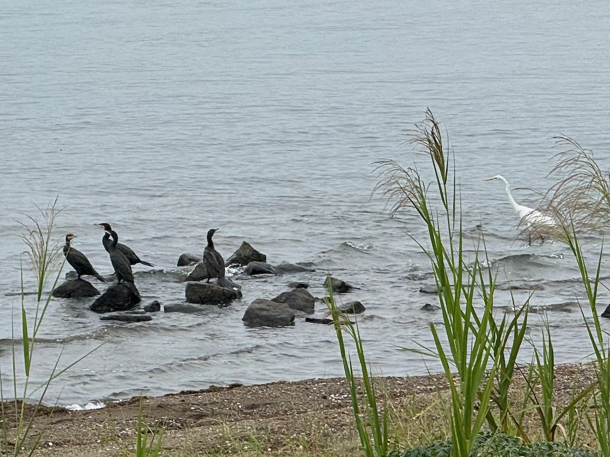 Great Cormorant - ML642963396