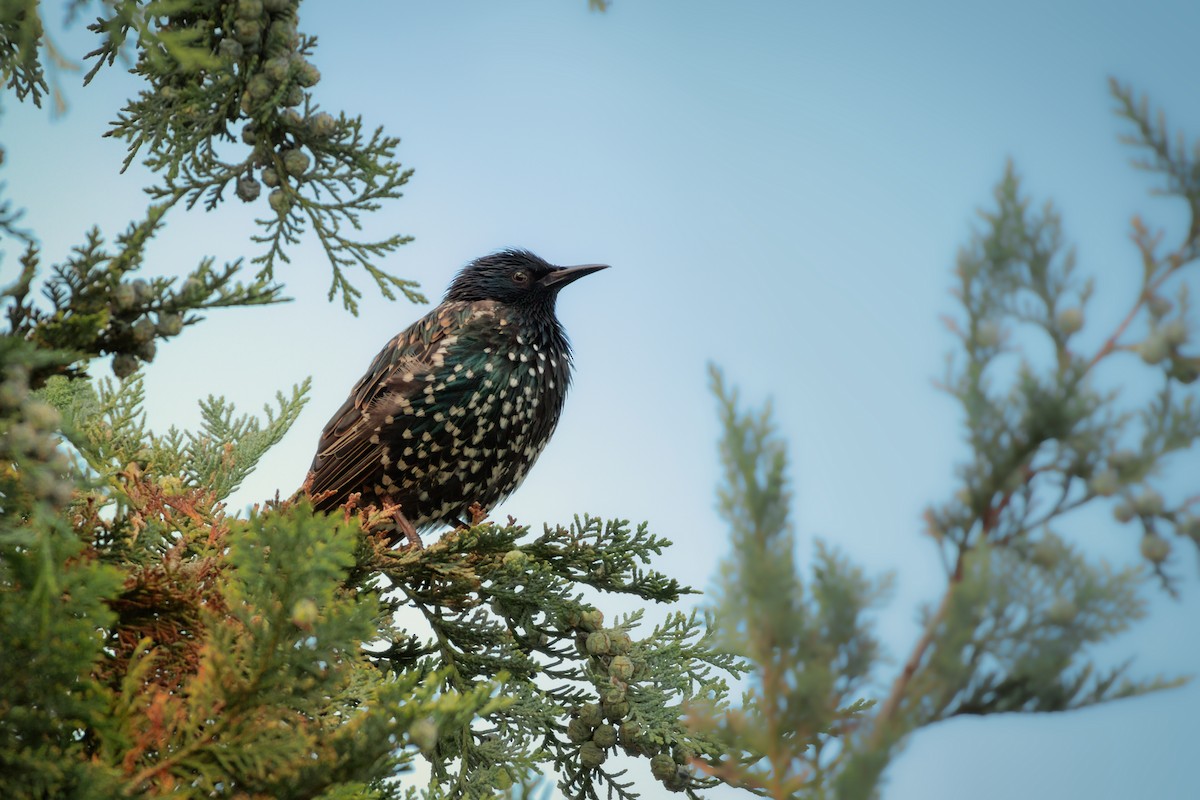 European Starling - ML642963398