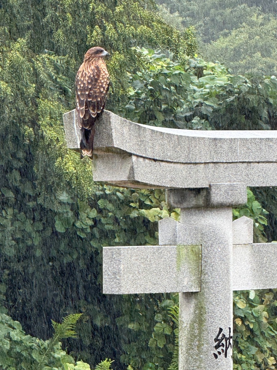 Black Kite - ML642963402