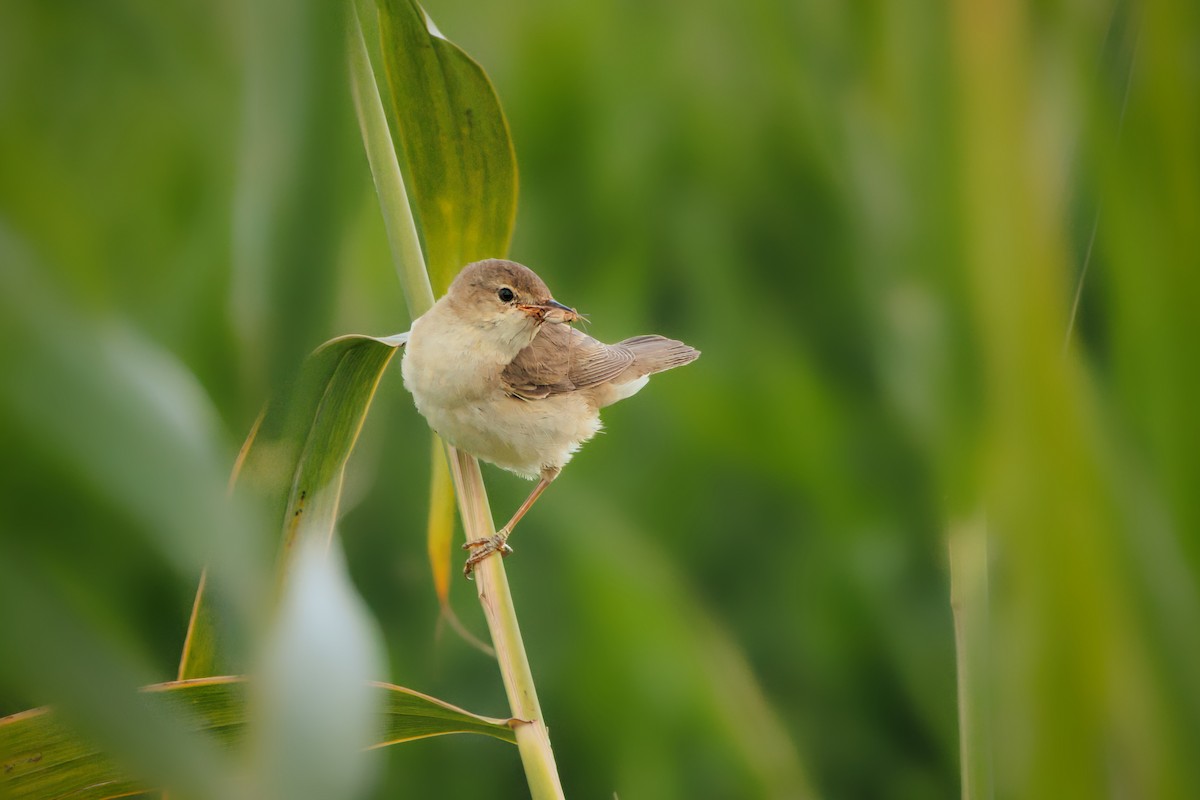 Marsh Warbler - ML642963407