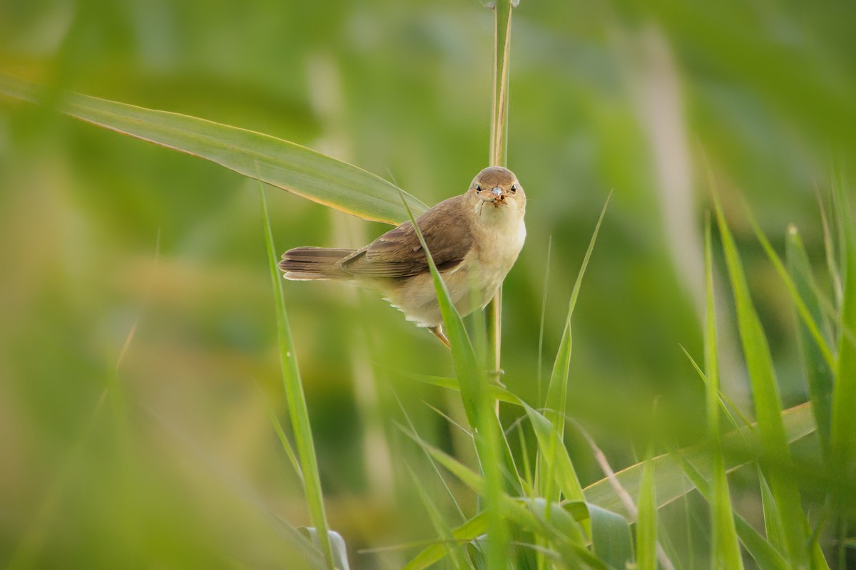 Marsh Warbler - ML642963408