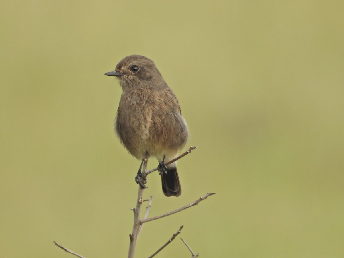Pied Bushchat - ML642963421
