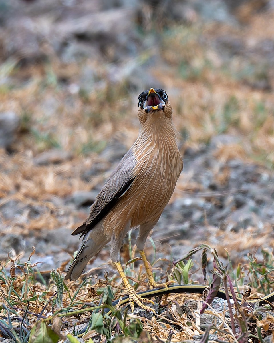 Brahminy Starling - ML642963422