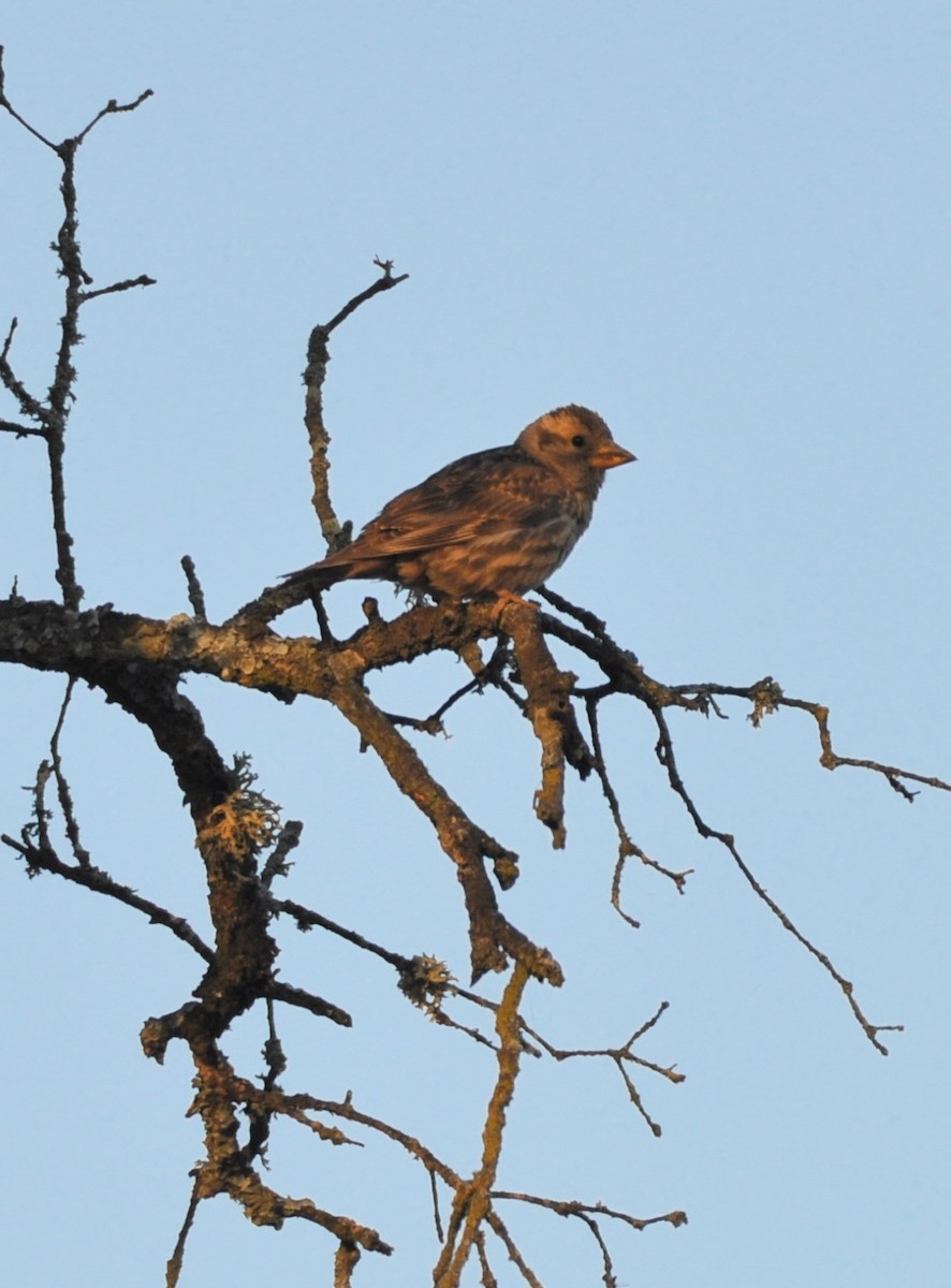Rock Sparrow - ML642963428