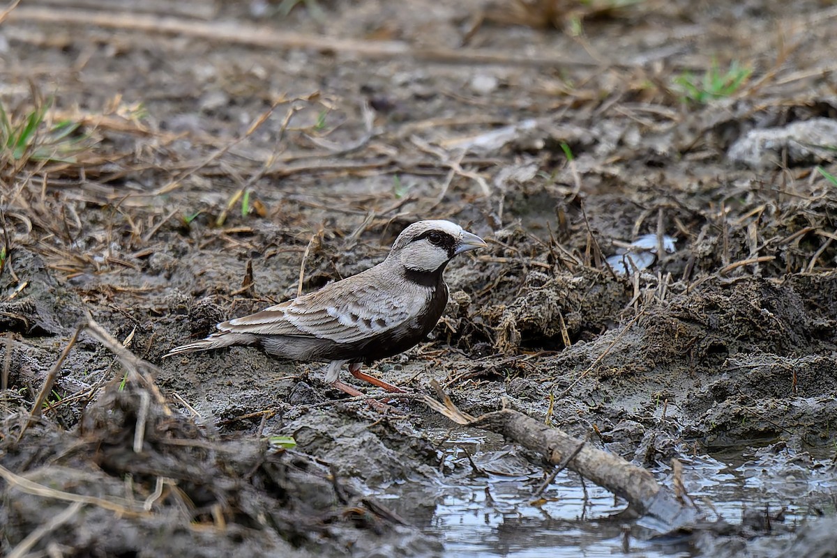 Ashy-crowned Sparrow-Lark - ML642963439