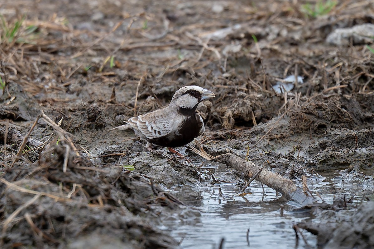 Ashy-crowned Sparrow-Lark - ML642963442