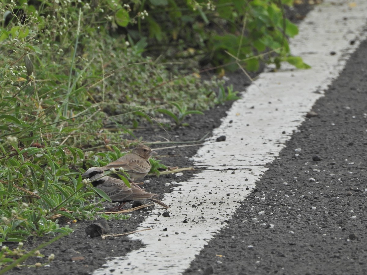 Ashy-crowned Sparrow-Lark - ML642963452