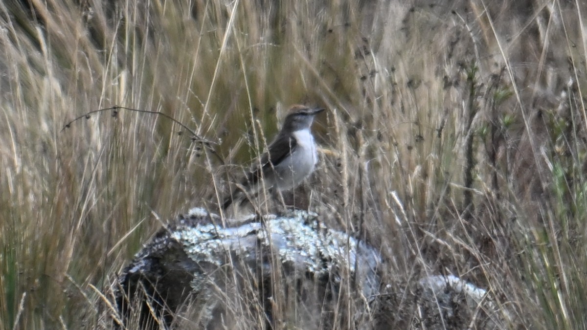White-browed Ground-Tyrant - ML642963463