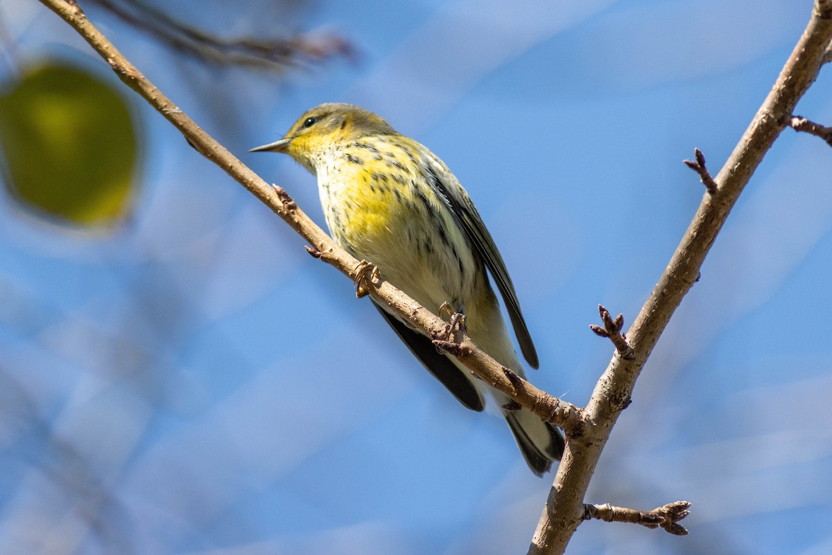 Cape May Warbler - Ed Vigezzi