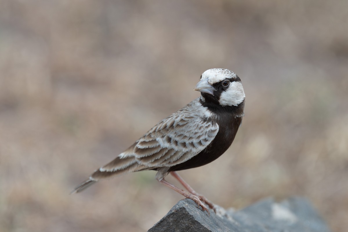 Ashy-crowned Sparrow-Lark - ML642963519
