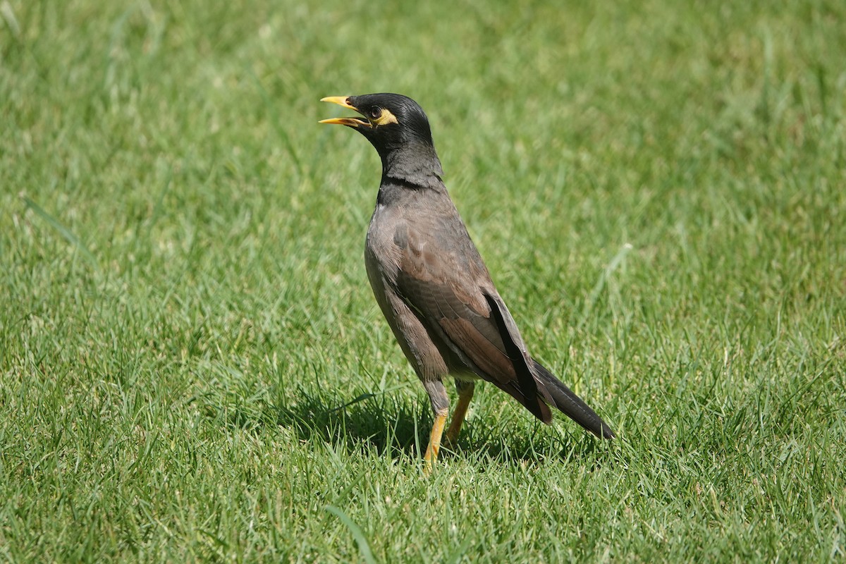 majna obecná - ML642963523