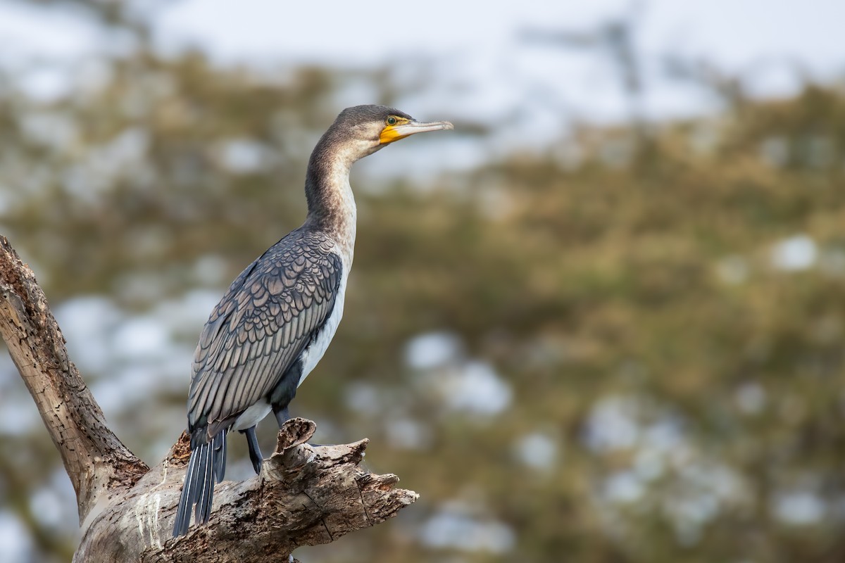 Great Cormorant (White-breasted) - ML642963532
