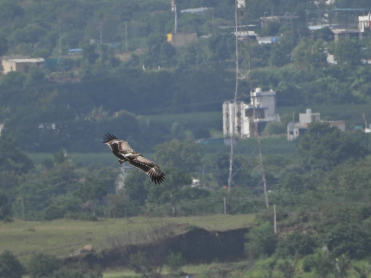 Tawny Eagle - ML642963537