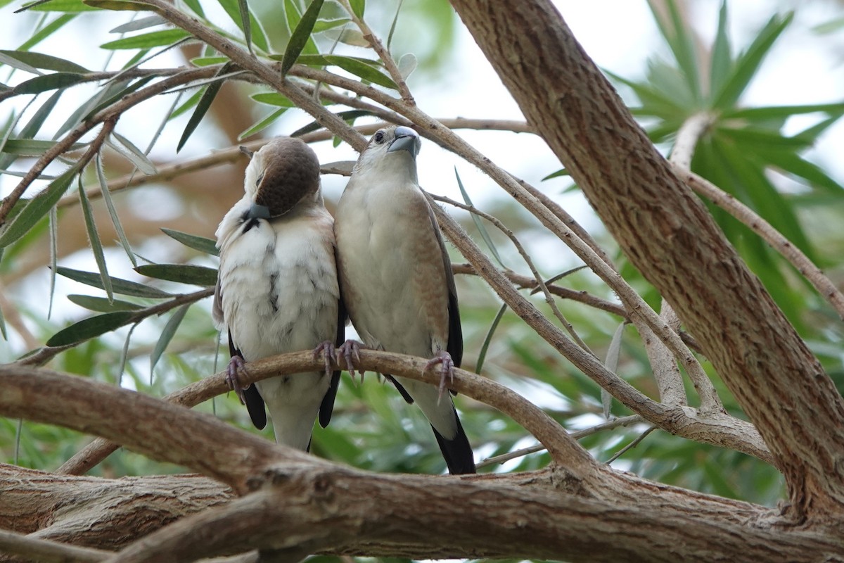 Indian Silverbill - ML642963539