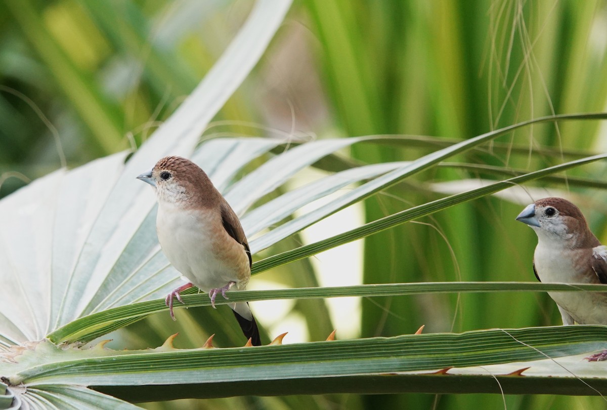 Indian Silverbill - ML642963540