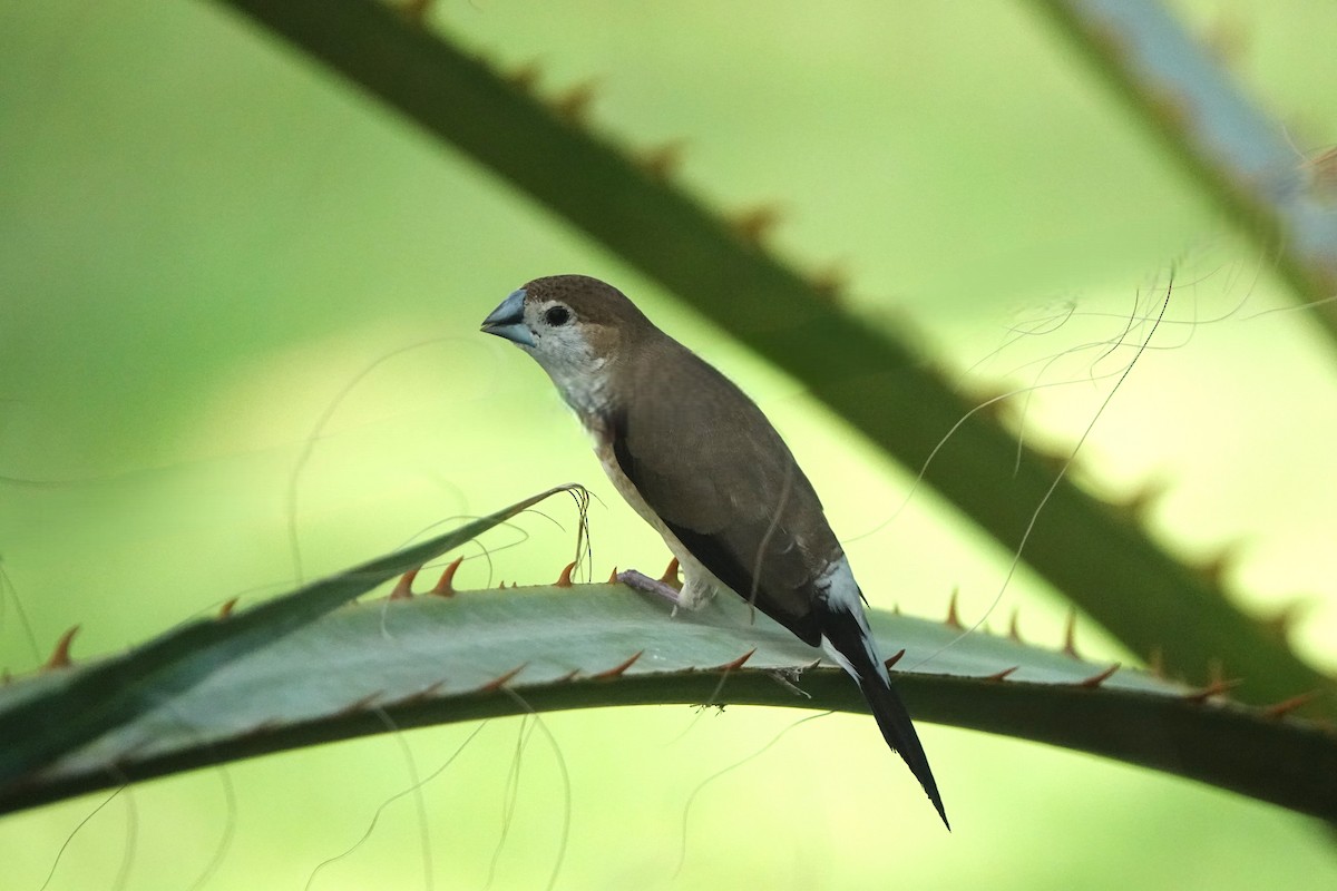 Indian Silverbill - ML642963541