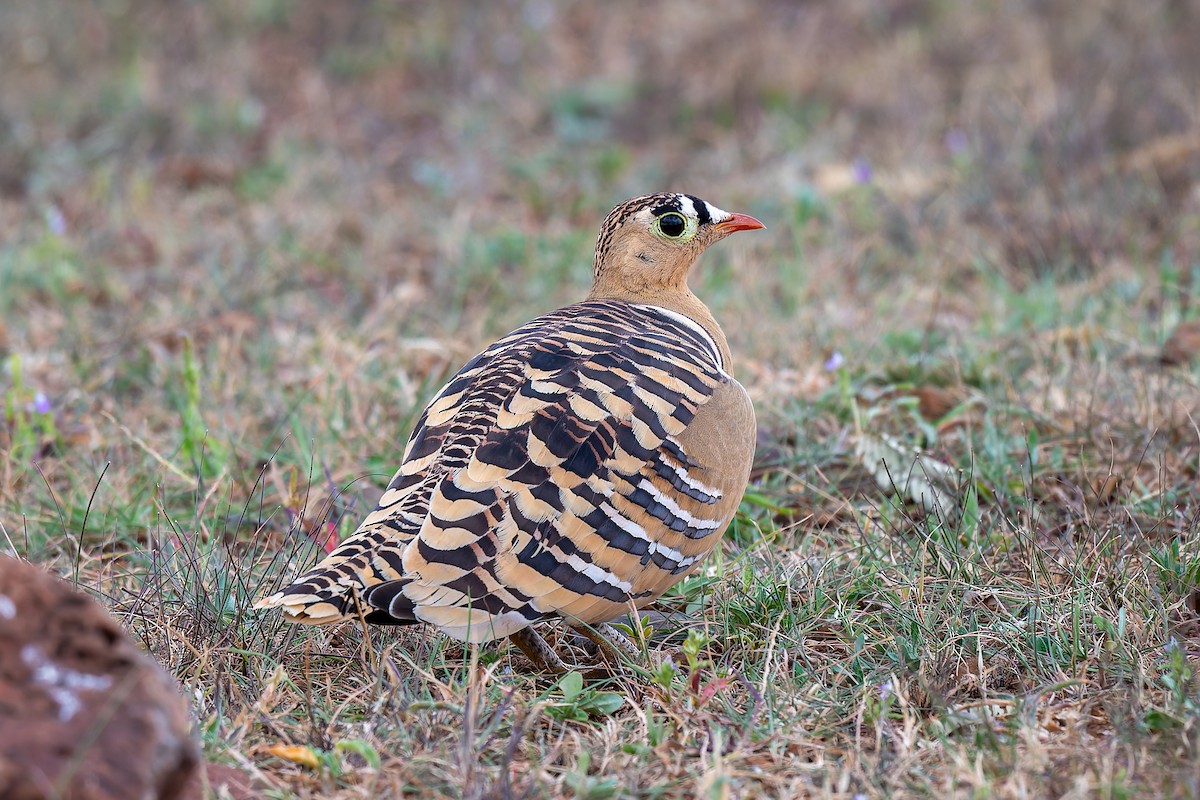 Painted Sandgrouse - ML642963542