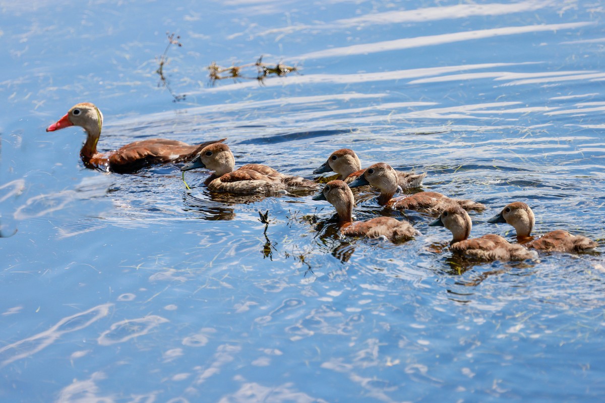 Black-bellied Whistling-Duck (fulgens) - ML642963544