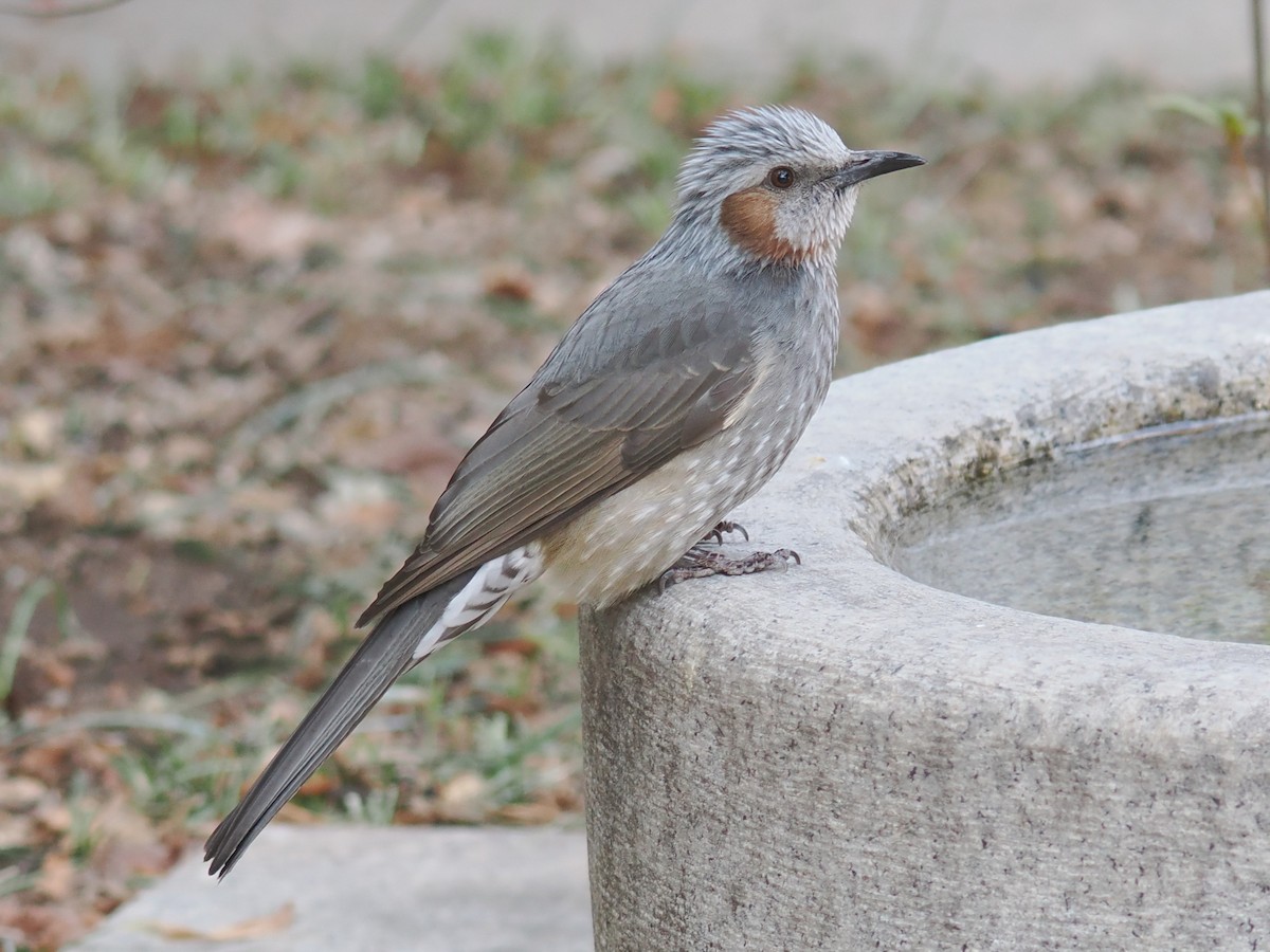 Brown-eared Bulbul - ML642963545