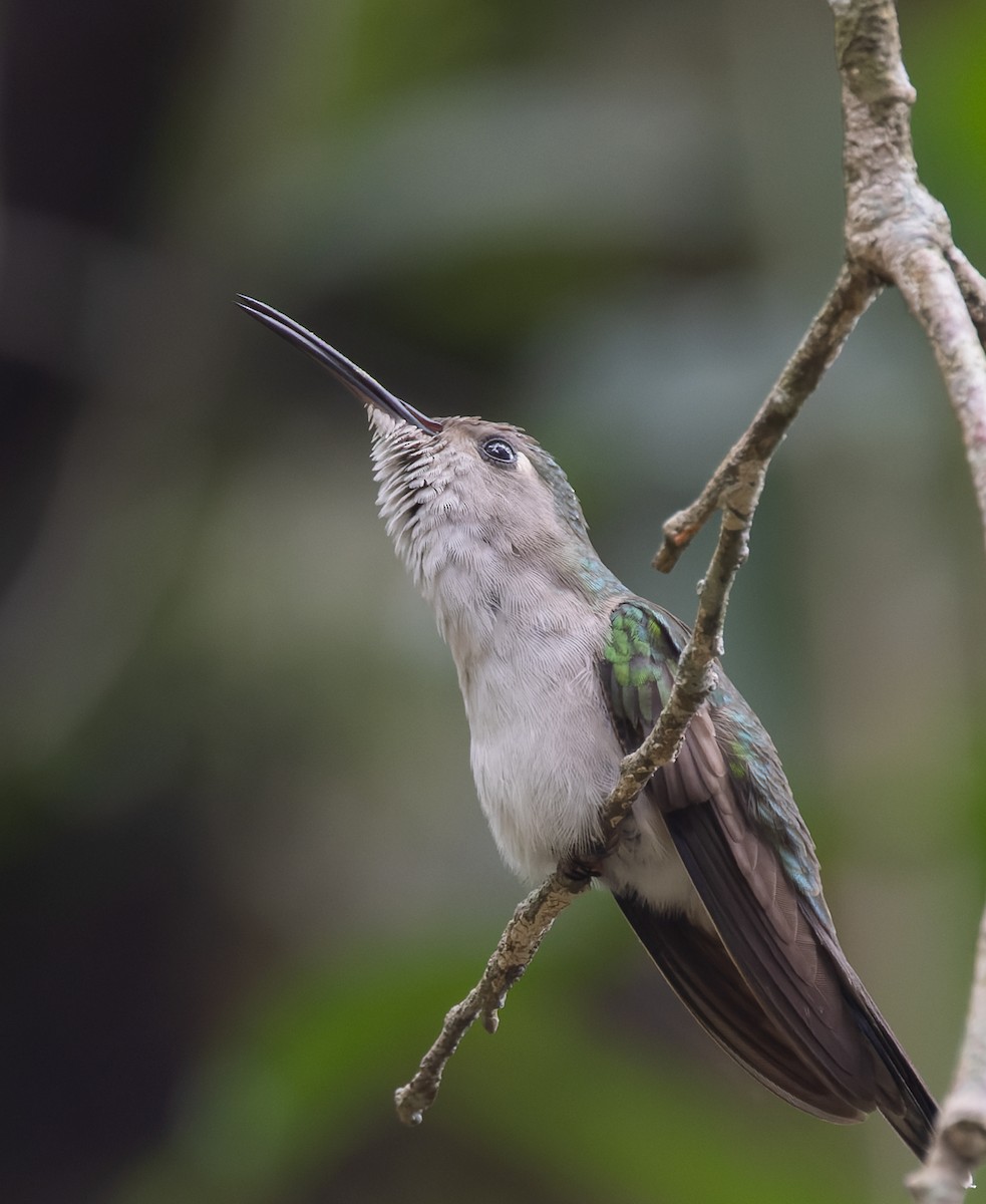 kolibřík klínoocasý (ssp. curvipennis) - ML642963546
