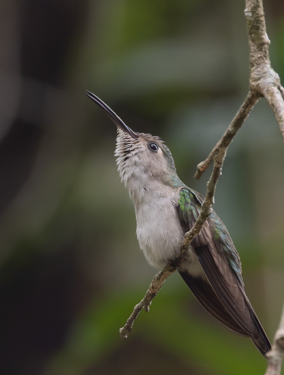 kolibřík klínoocasý (ssp. curvipennis) - ML642963547