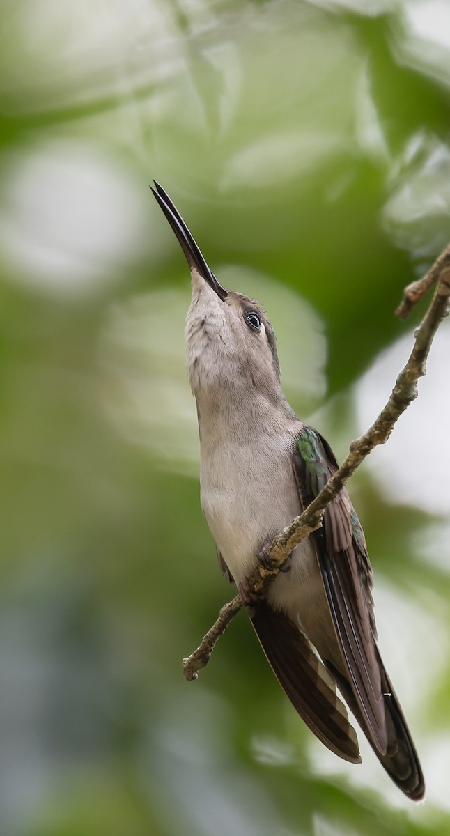 kolibřík klínoocasý (ssp. curvipennis) - ML642963549