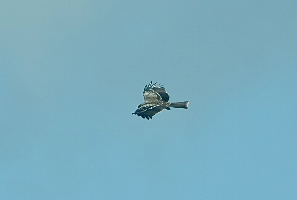 Black Kite - ML642963550
