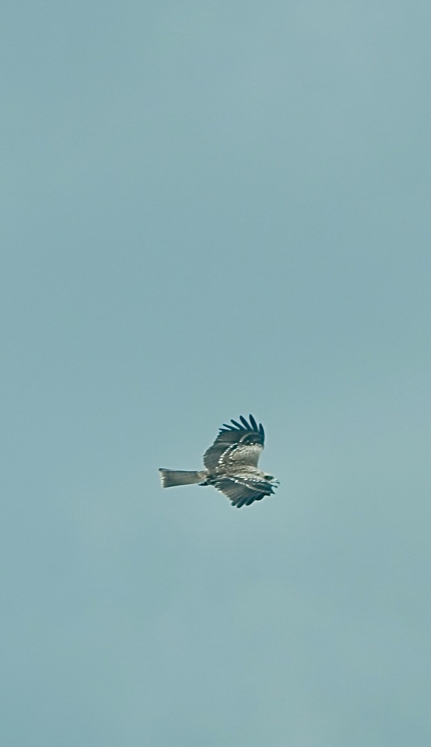 Black Kite - ML642963551