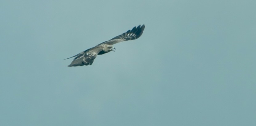 Black Kite - ML642963552