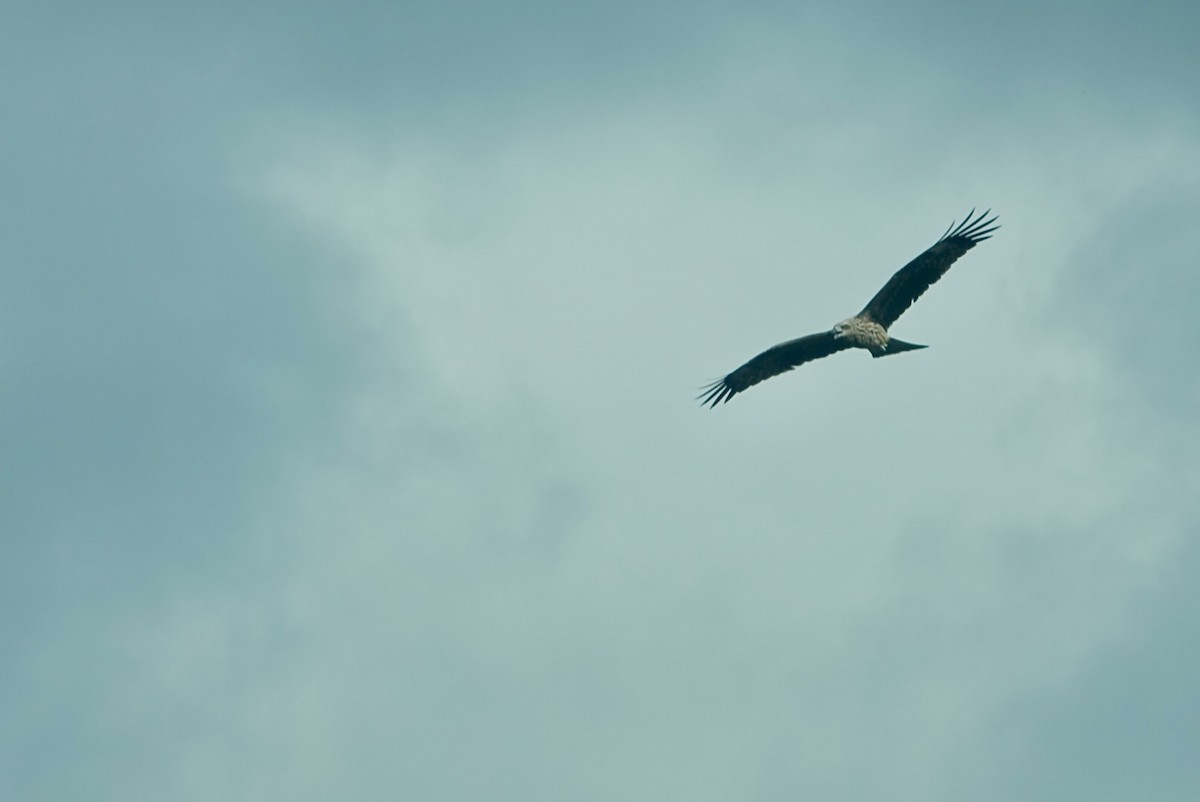 Black Kite - ML642963553