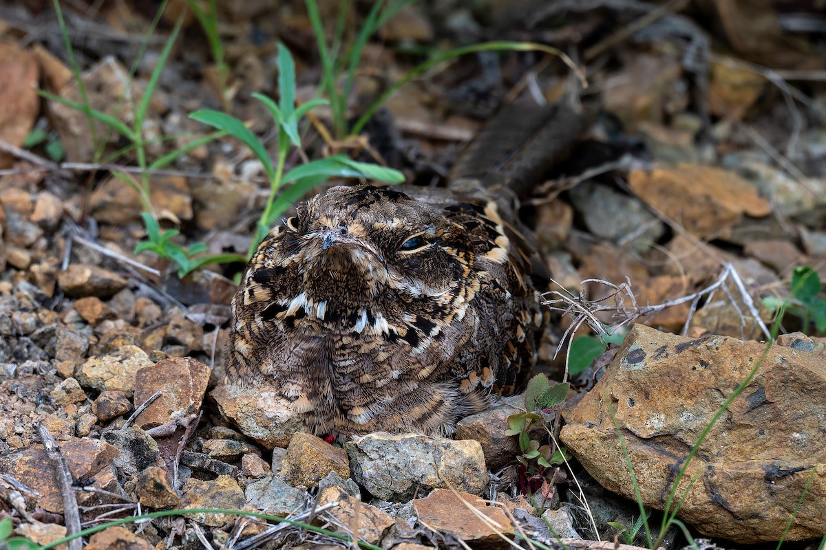 Indian Nightjar - ML642963557