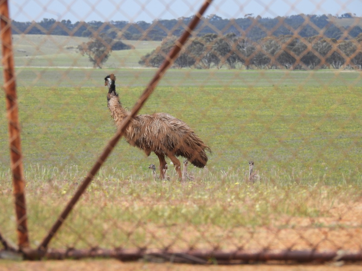 Emu - ML642963559