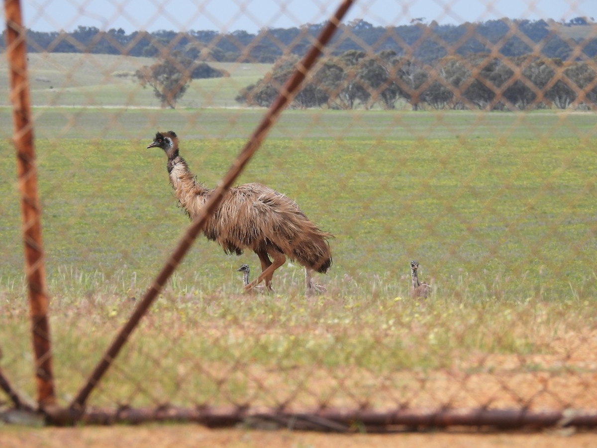 Emu - ML642963560