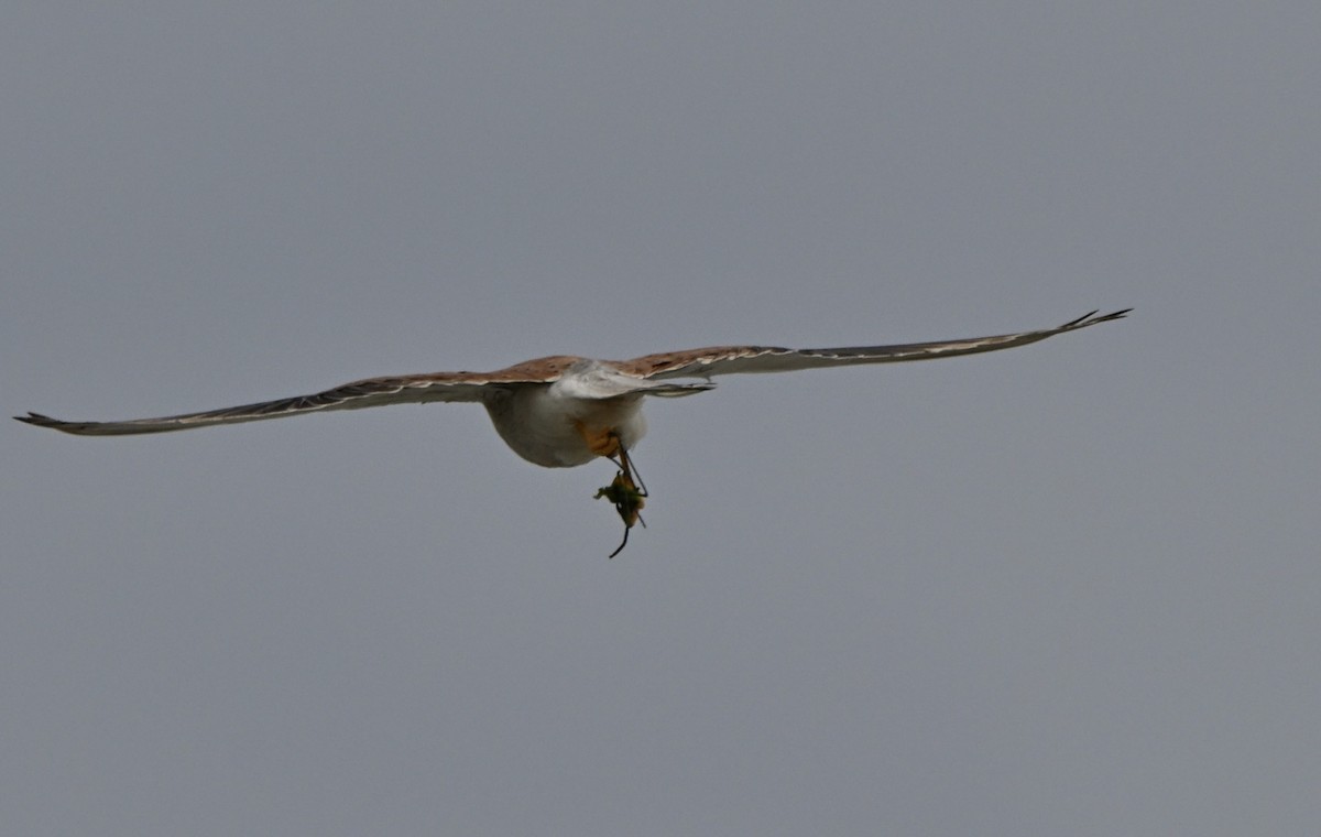 Nankeen Kestrel - ML642963583