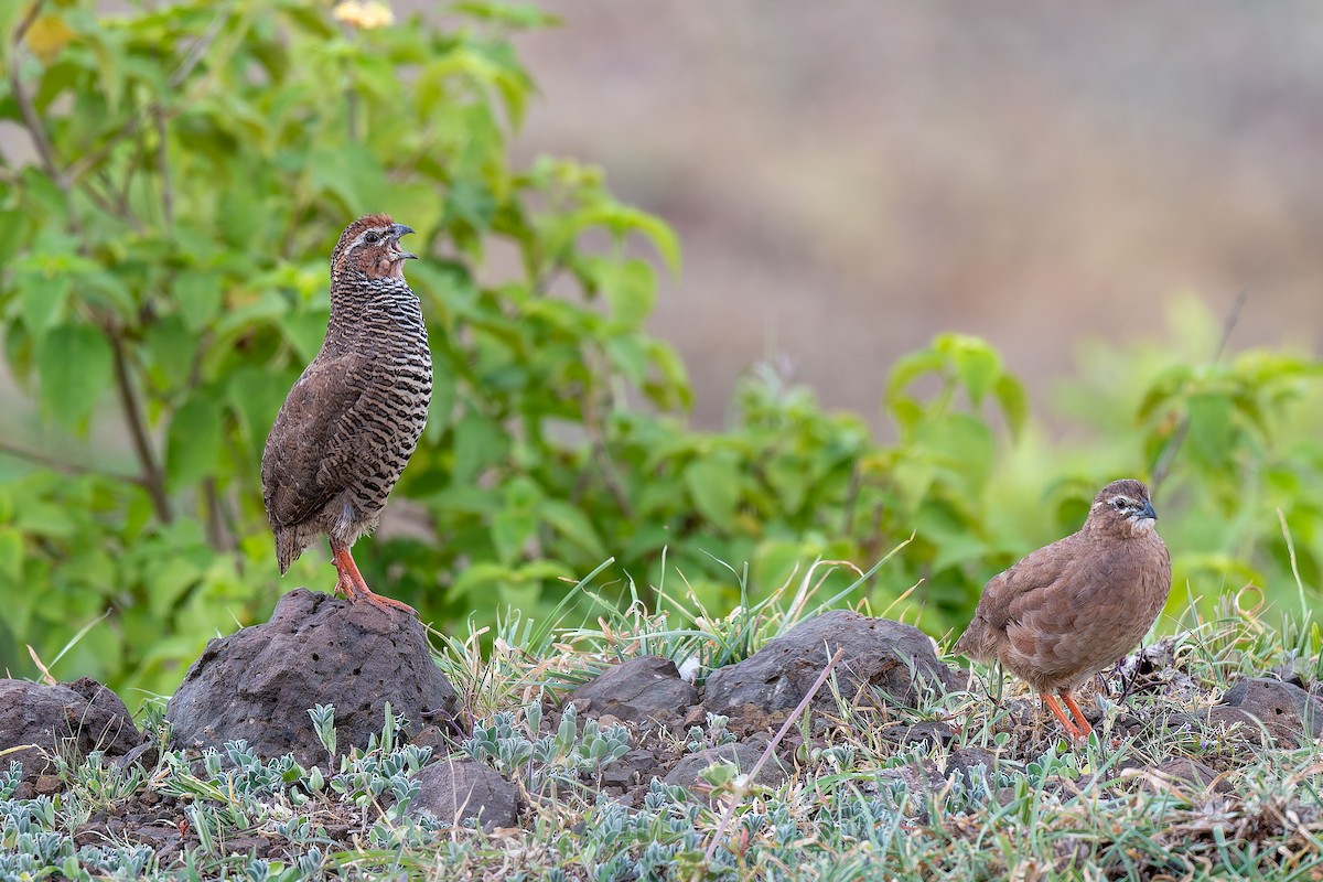 Rock Bush-Quail - ML642963588