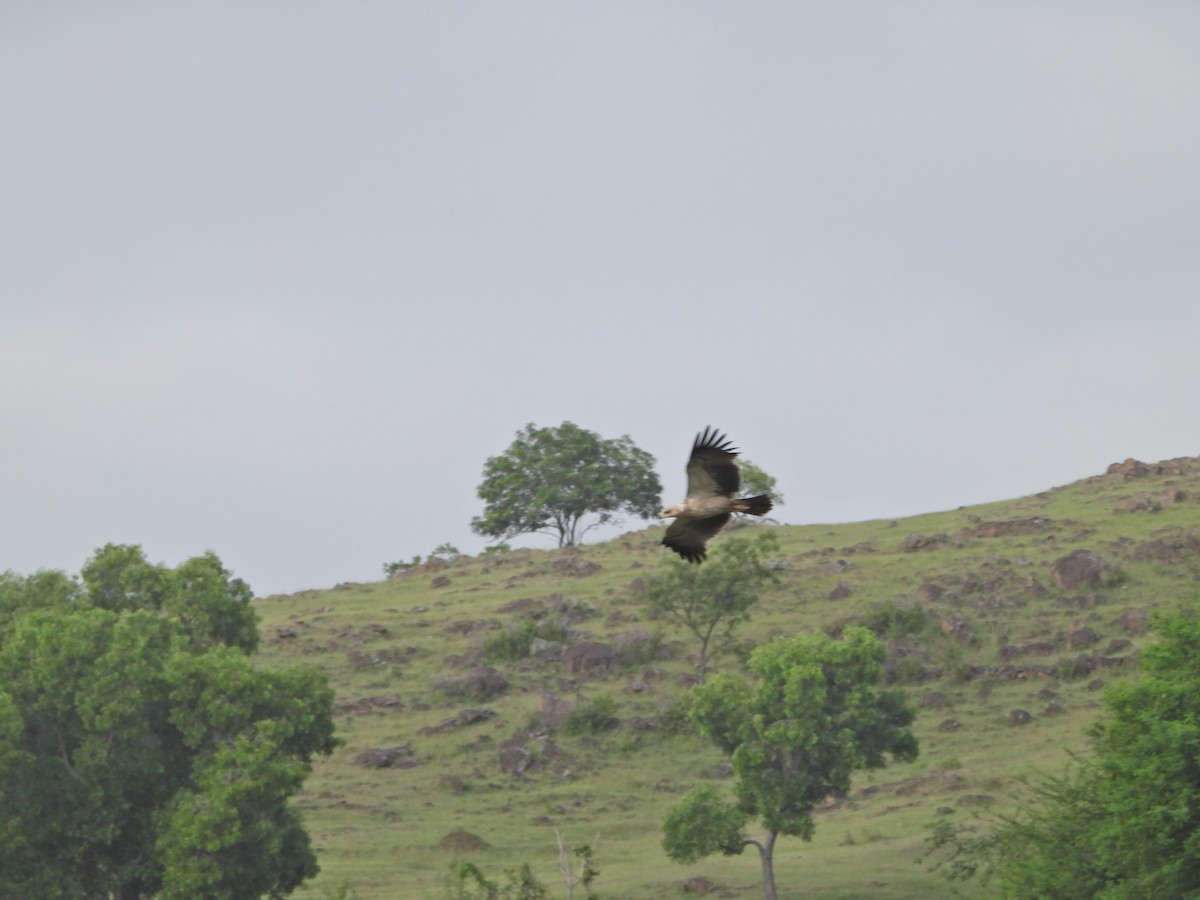 Tawny Eagle - ML642963589