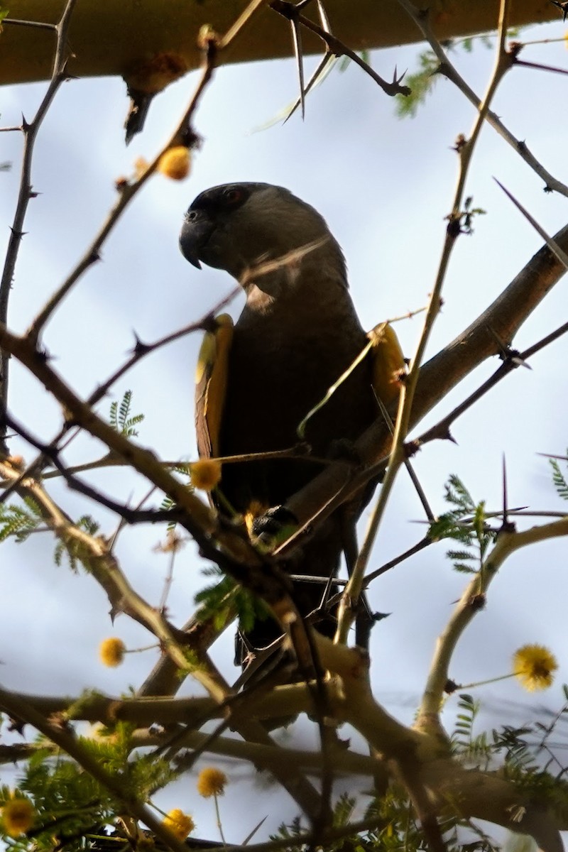 Rüppell's Parrot - ML642963591