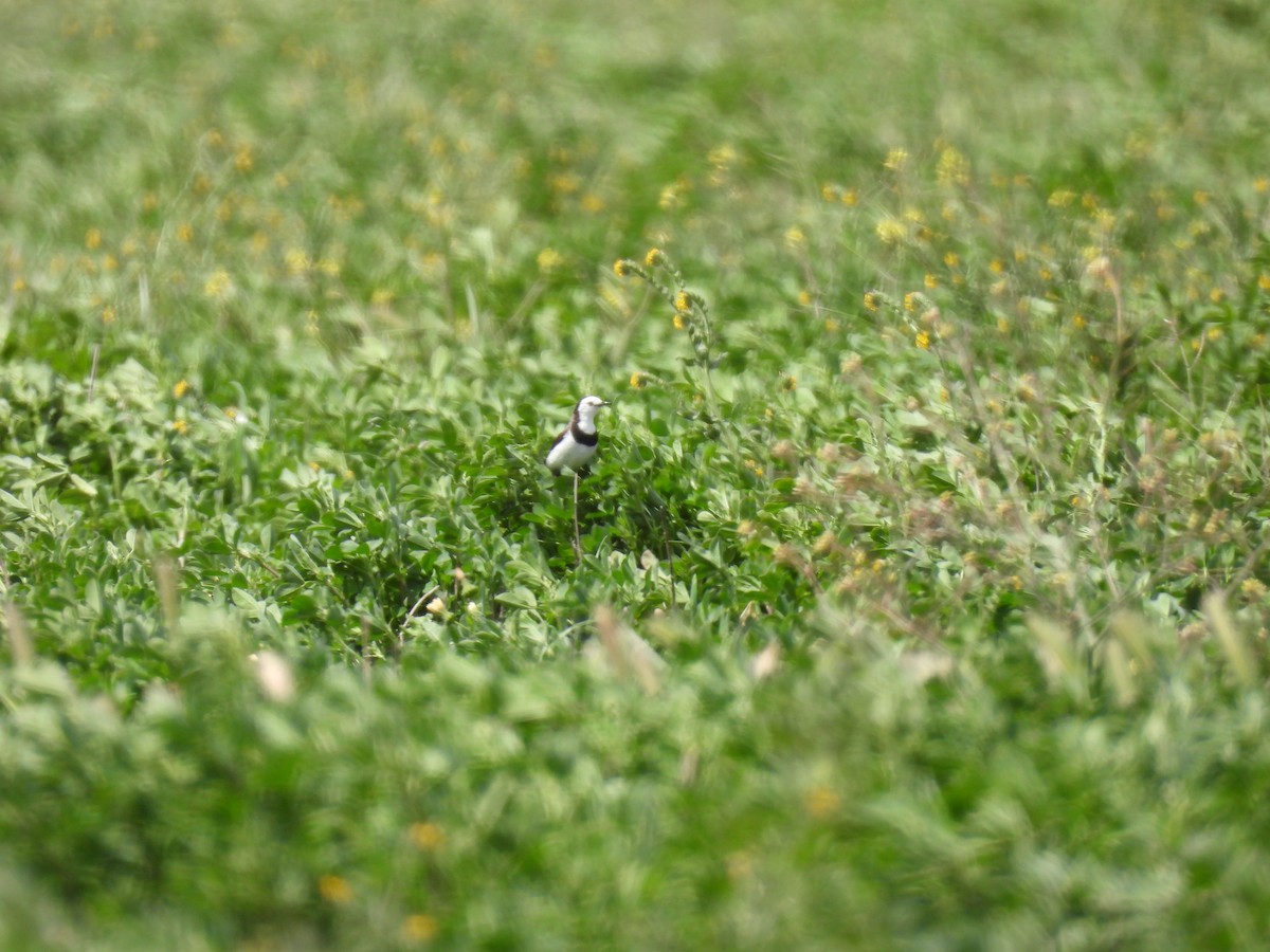 White-fronted Chat - ML642963598