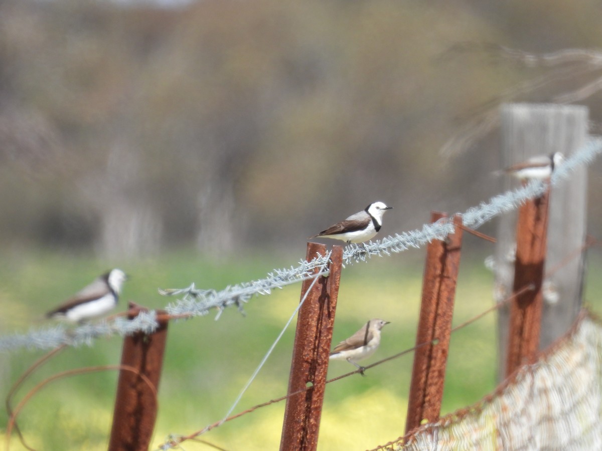 White-fronted Chat - ML642963599