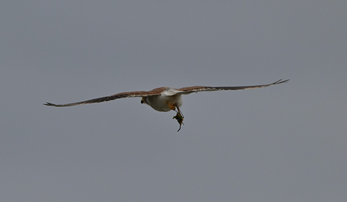 Nankeen Kestrel - ML642963600