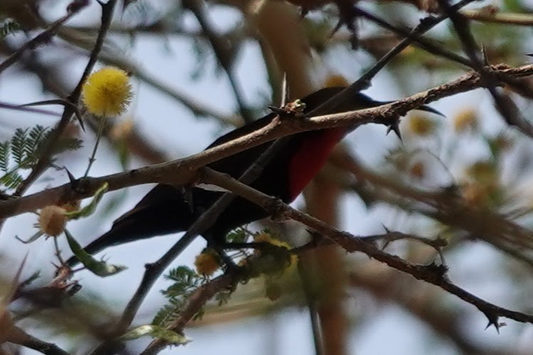 Scarlet-chested Sunbird - ML642963604