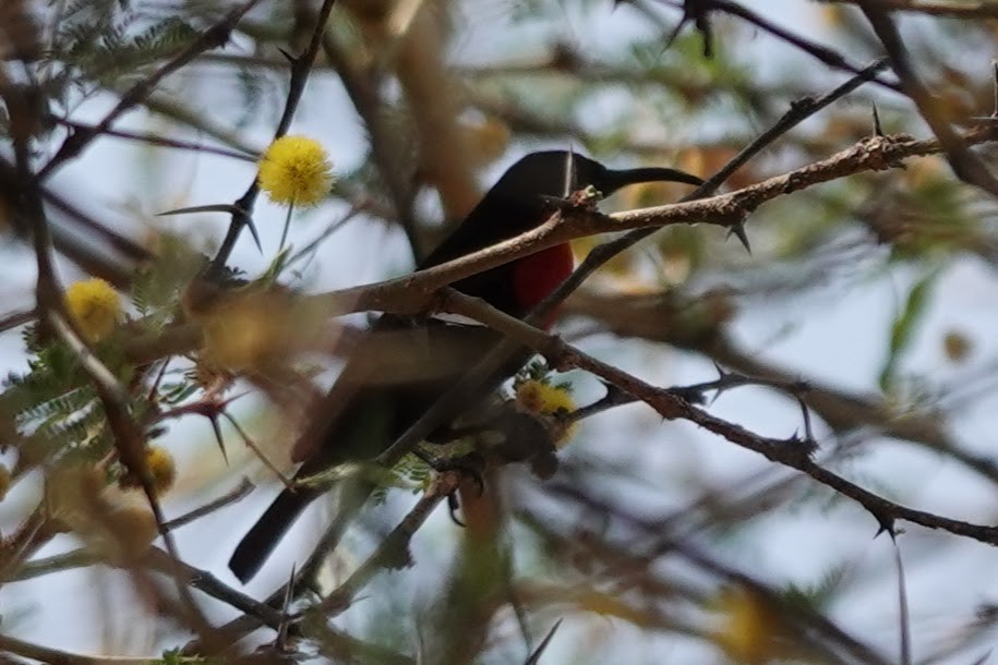 Scarlet-chested Sunbird - ML642963605