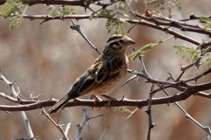 Eastern Paradise-Whydah - ML642963608