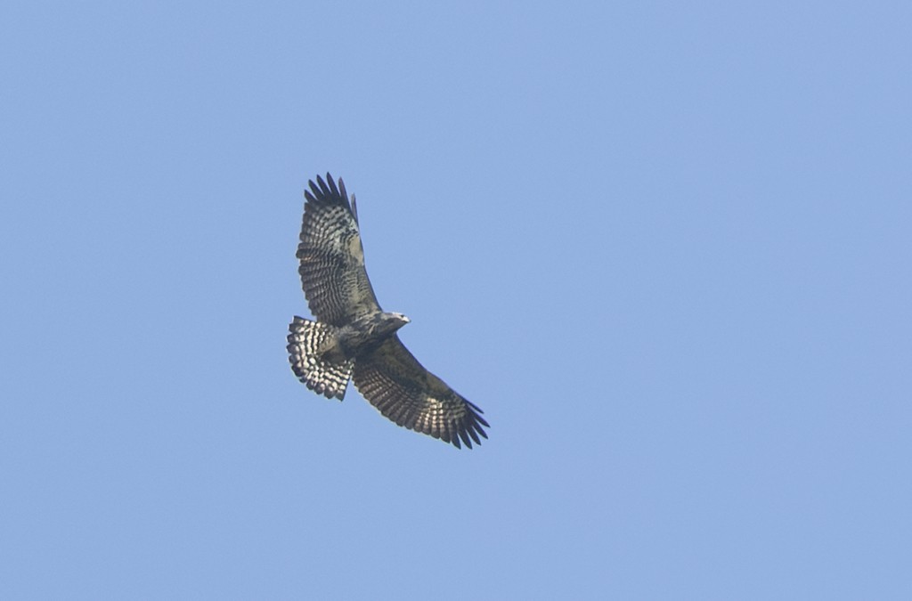Common Black Hawk (Common) - ML642963623
