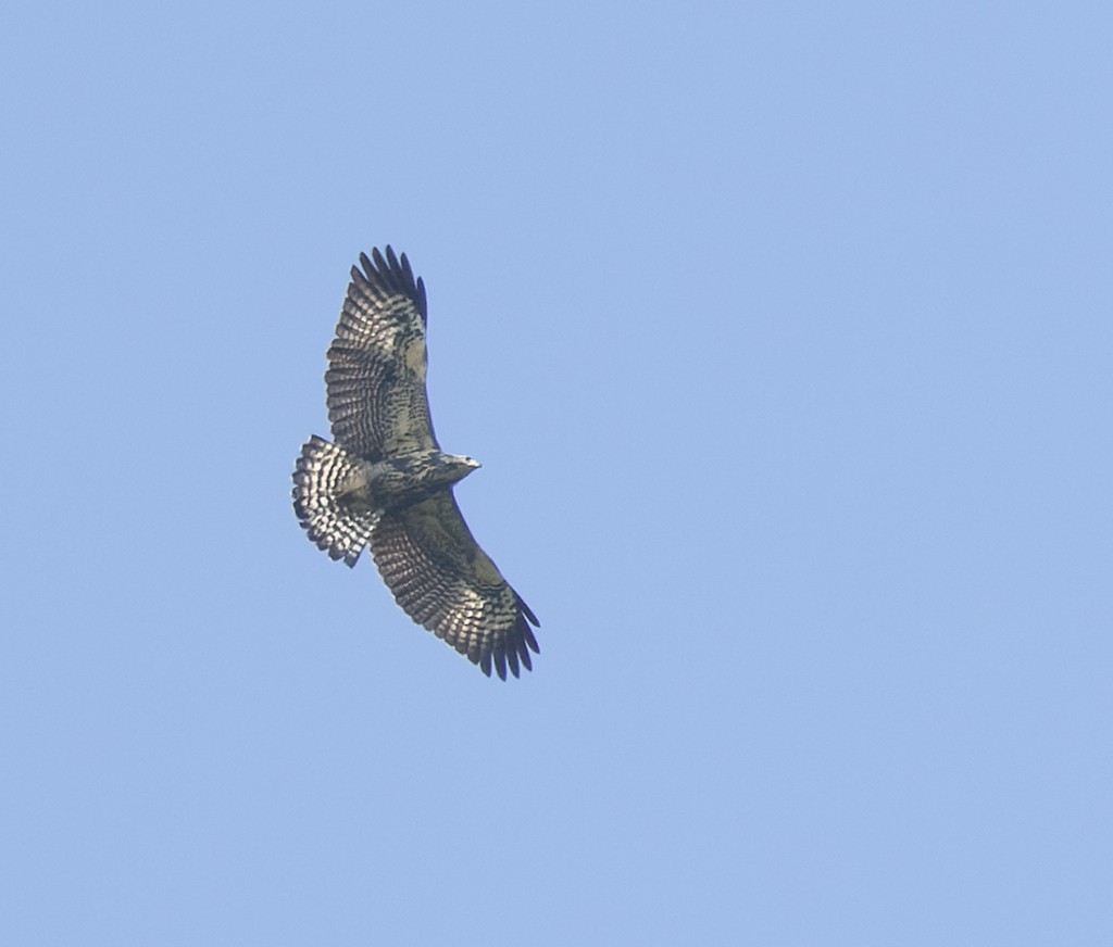 Common Black Hawk (Common) - ML642963624