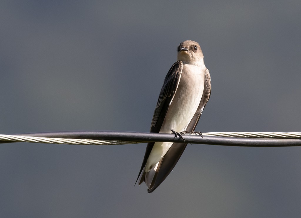 Northern Rough-winged Swallow - ML642963633