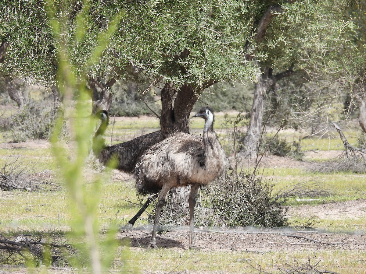 Emu - ML642963635