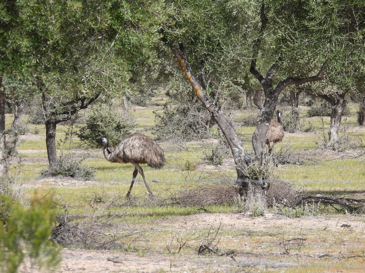 Emu - ML642963636