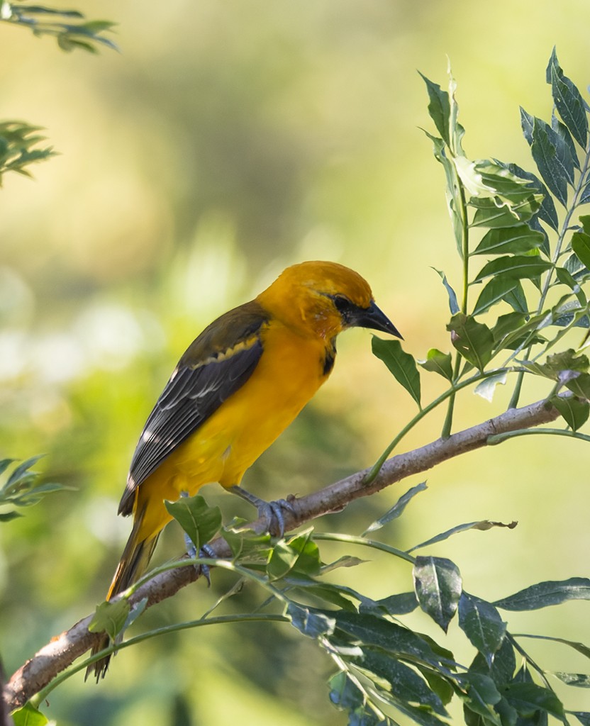 Altamira Oriole - ML642963641